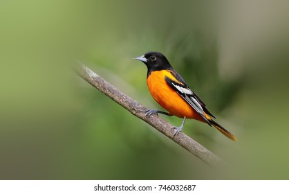 Baltimore Oriole