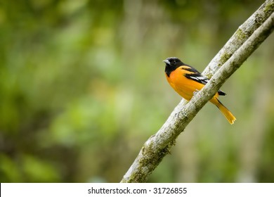 Baltimore Oriole Bird