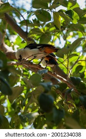 Baltimore Oriole Bird In Habitat