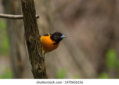 Baltimore Oriole Clinging To A Cedar Limb.