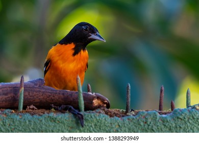 Baltimore Oriole feeding on a banana on a nailed concrete fence in Costa Rica, its scientific name is Icterus galbula.