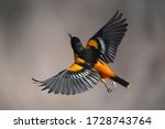             Baltimore Oriole male in flight
                   