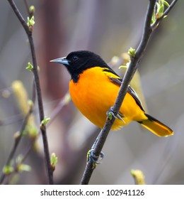 A Baltimore Oriole perched on a budding tree limb.