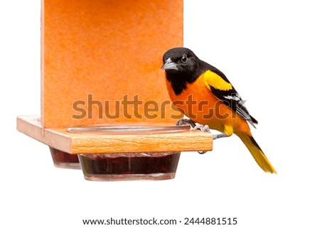 A baltimore oriole sits atop an orange colored feeder. His dinner options is sweet grape jam. Isolated on a white background