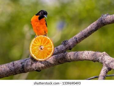 Baltimore Orioles gorging during Spring migration at Magee Marsh Wildlife Area.