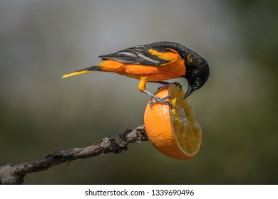 Baltimore Orioles gorging during Spring migration at Magee Marsh Wildlife Area.