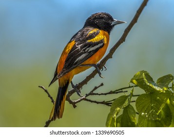 Baltimore Orioles gorging during Spring migration at Magee Marsh Wildlife Area.