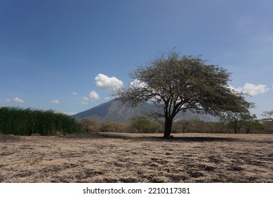 Baluran Forest In Dry Season