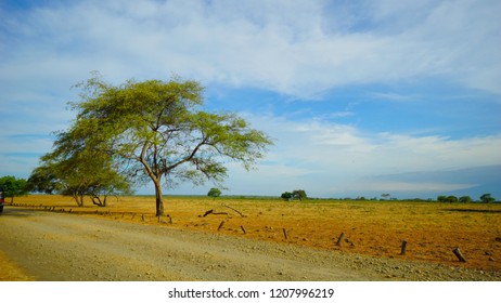 Baluran National Park In Banyuwangi, East Java, Indonesia.