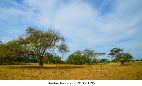 The Baluran National Park In Banyuwangi, Jawa Timur, Indonesia