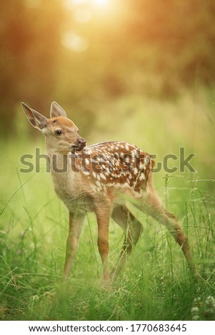 Bambi fawn in the grass in summer on a Sunny day