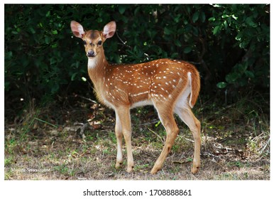 Bambi is a good name for a spotted deer 