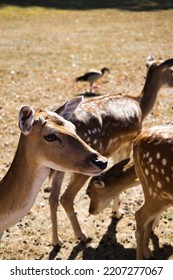 Bambi In The Petting Zoo Are Not At All Afraid Of People
