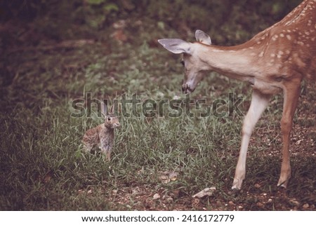 Bambi and Thumper Together in the wild