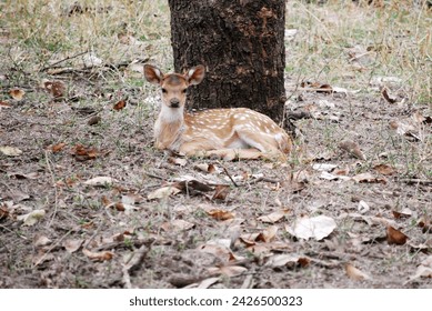 Bambi in the Wild. A cute fawn curious about its surrounding. 