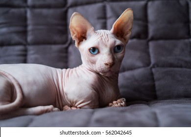 Bambino is sitting on a sofa. He is a breed of cat that was created as a cross between the Sphynx and the Munchkin breeds.
