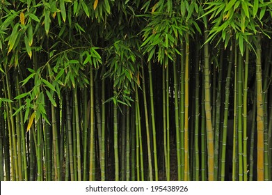 127,067 Bamboo walls Images, Stock Photos & Vectors | Shutterstock