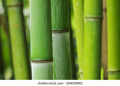 bamboo 