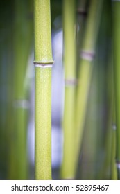 bamboo