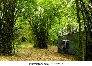 the bamboo