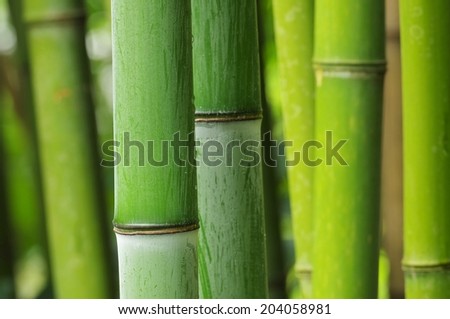bamboo 