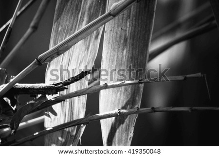 Similar – Image, Stock Photo . Winter Snow Nature