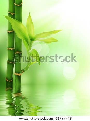 Bamboo