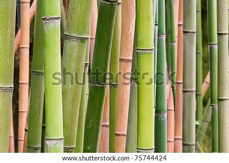 bamboo
