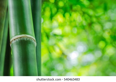 Bamboo Against A Blurred Background.