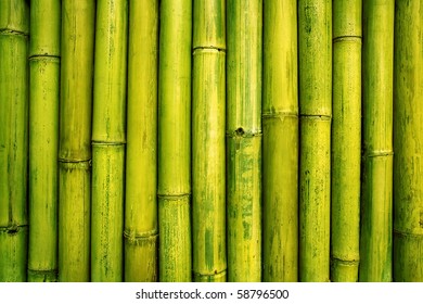 Bamboo Background