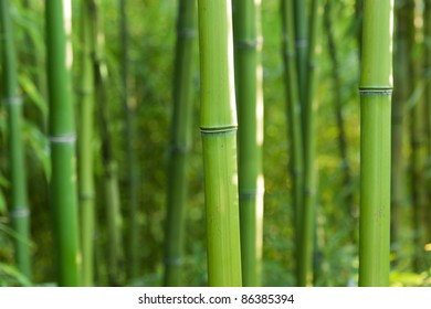 8,627 Bamboo plantation Images, Stock Photos & Vectors | Shutterstock