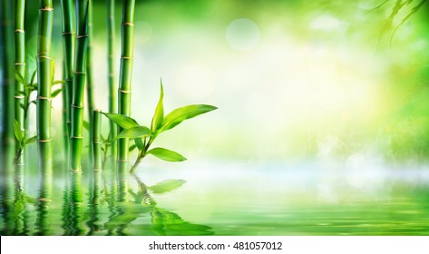 Bamboo Background - Lush Foliage With Reflection In The Water
