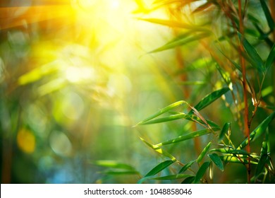 Bamboo. Bamboos Forest. Growing bamboo border design over blurred sunny background. Space for your text. Nature backdrop