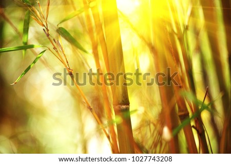 Bamboo. Bamboos Forest. Growing bamboo border design over blurred sunny background. Sun flare