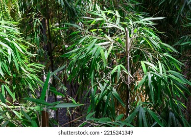 Bamboo (Bambusa spp.) adds a lovely and lush feature to the Shiseido Forest Valley, Jewel Changi Airport. It grows fast in full sunlight and fertile, slightly acidic, well drained but moist soil. 