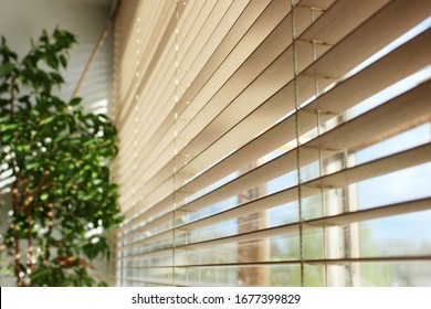 bamboo blinds and green plant on the window with sunshine