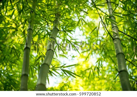 Bamboo branch in bamboo forest, beautiful green nature background