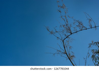 Treetop of bamboo on vivid blue sky background Images, Stock Photos ...