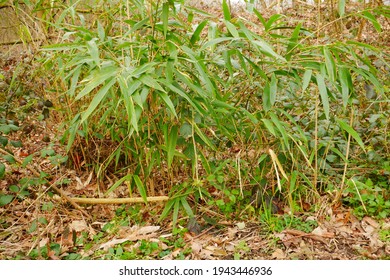Bamboo Bush In Spring Forest Bambusoideae