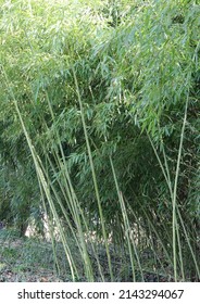 Bamboo Canes And Leaves Which Are The Staple Of The Diet Of Pandas In The Asian Forest