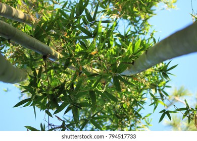bamboo canopy  from below 