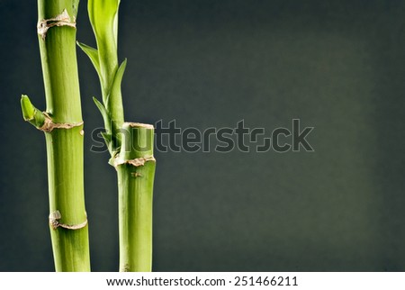 Bamboo With Copy Space