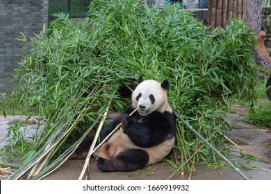 Bamboo Eating In Panda Park In Chengdu 