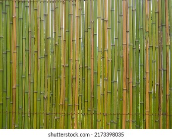 Bamboo Fence. Fence Made Of Thin Green Bamboo. Strong Fence. Palisade. Background Of Dry And Fresh Bamboo. Wall Of Stems
