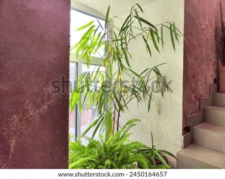 Bamboo and fern thriving by a sunny window, casting shadows. Potted Bamboo Plant and Fern in Sunlit Room Corner. Gentle ackground