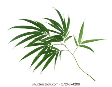 71,866 Big jungle leaves Images, Stock Photos & Vectors | Shutterstock