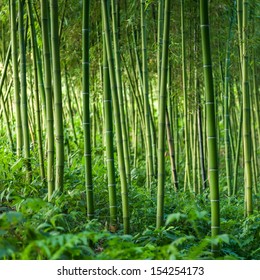 Bamboo Forest