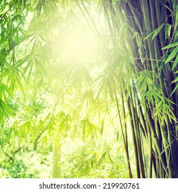 Bamboo Forest 