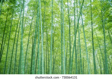 Bamboo forest
