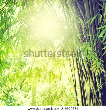 Bamboo Forest 